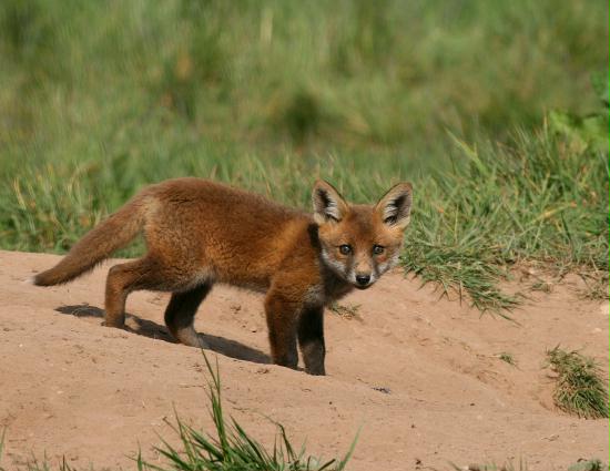 Fox <i>Vulpes vulpes</i>